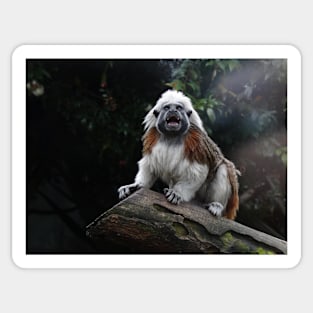 Cotton Top Tamarin Sticker